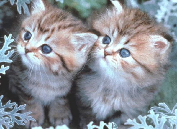 Гипоаллергенные котята Гипоаллергенные котята